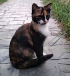 muna_tommy_3