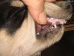 musilla_3_ZAMPETTE_AMICHE