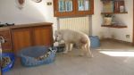 nala_dentro_casa
