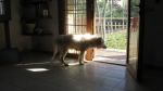 nala_penombra