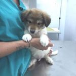 nani_manfredonia1