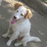 nanotto_zampette_amiche_1