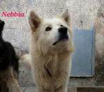 nebbia3
