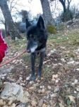 nerina_fidoalndia_5