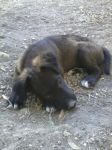 nerone_aragona1