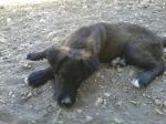 nerone_aragona3