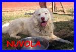 nuvola_copy