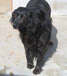 oberon_1_ZAMPETTE_AMICHE