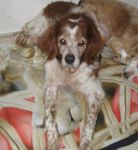 olden_zampette_amiche_1