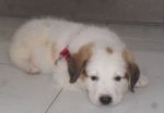 oliver1