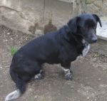 paco_1_ZAMPETTE_AMICHE