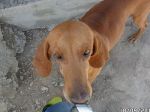 pelo7_6803