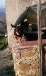 piccoli_in_pericolo
