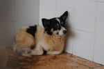 pinotto1