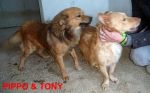 pippo_tony1