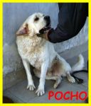 pocho