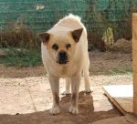 poldo_pet_village