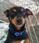 pongo_120832_2