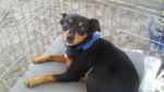 pongo_120832_3