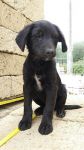 porthos_1