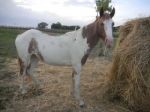 principessa_879