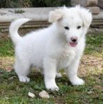 quattro_cuccioli2