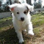 quattro_cuccioli3