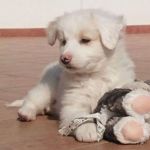 quattro_cuccioli4