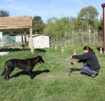 ribo_e_la_pettorina