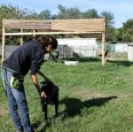 ribo_e_la_pettorina_2