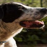 ringo_01