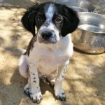 rocky_setter_2