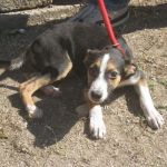 romeo_ferentino2
