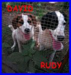 rudydavid2