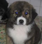 samantha_zampette_amiche