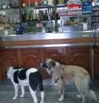 sandyalbar_tendilazampa
