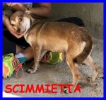 scimmietta
