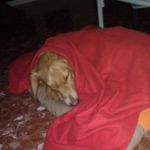 scotch_testimonianza_1