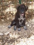 sei_cuccioliPuglia4