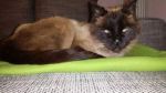 siamese1
