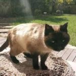 siamese2