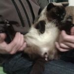 siamese_copy