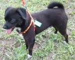 simil_carlino_nero_69-750075