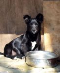 siria1