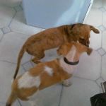 smarrito_pontegaleria