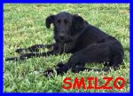 smilzo