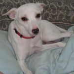 sookie_2_zampette_amiche