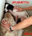 spugnetta_leila