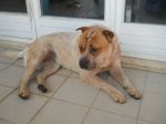 stellina1