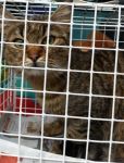 sterilizzati_02-16__2
